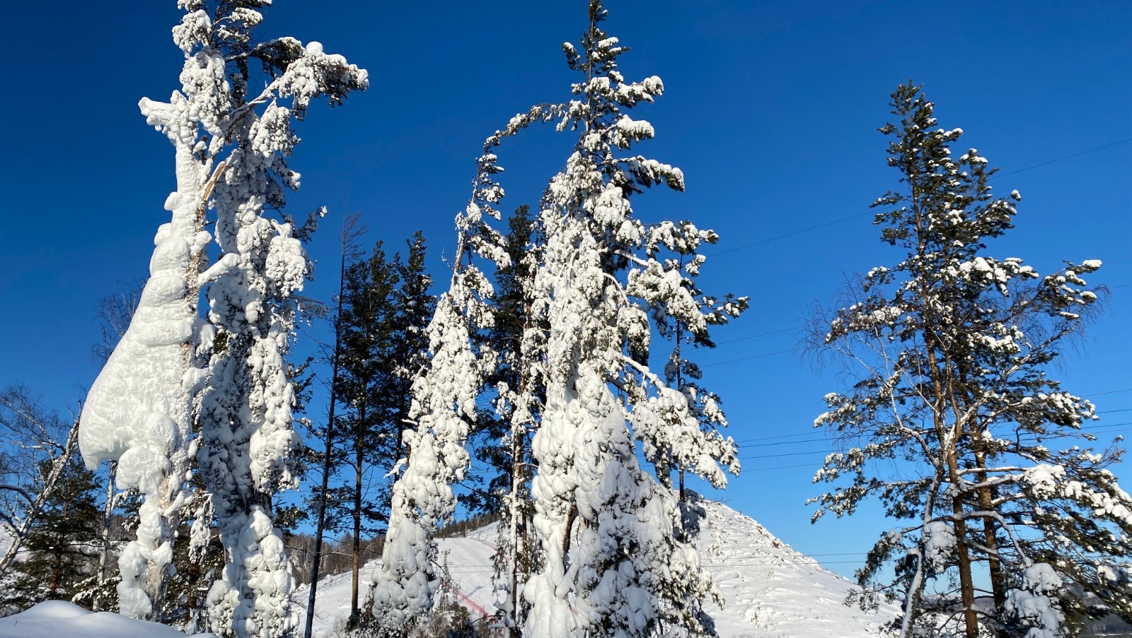 Елены Колоколовой.