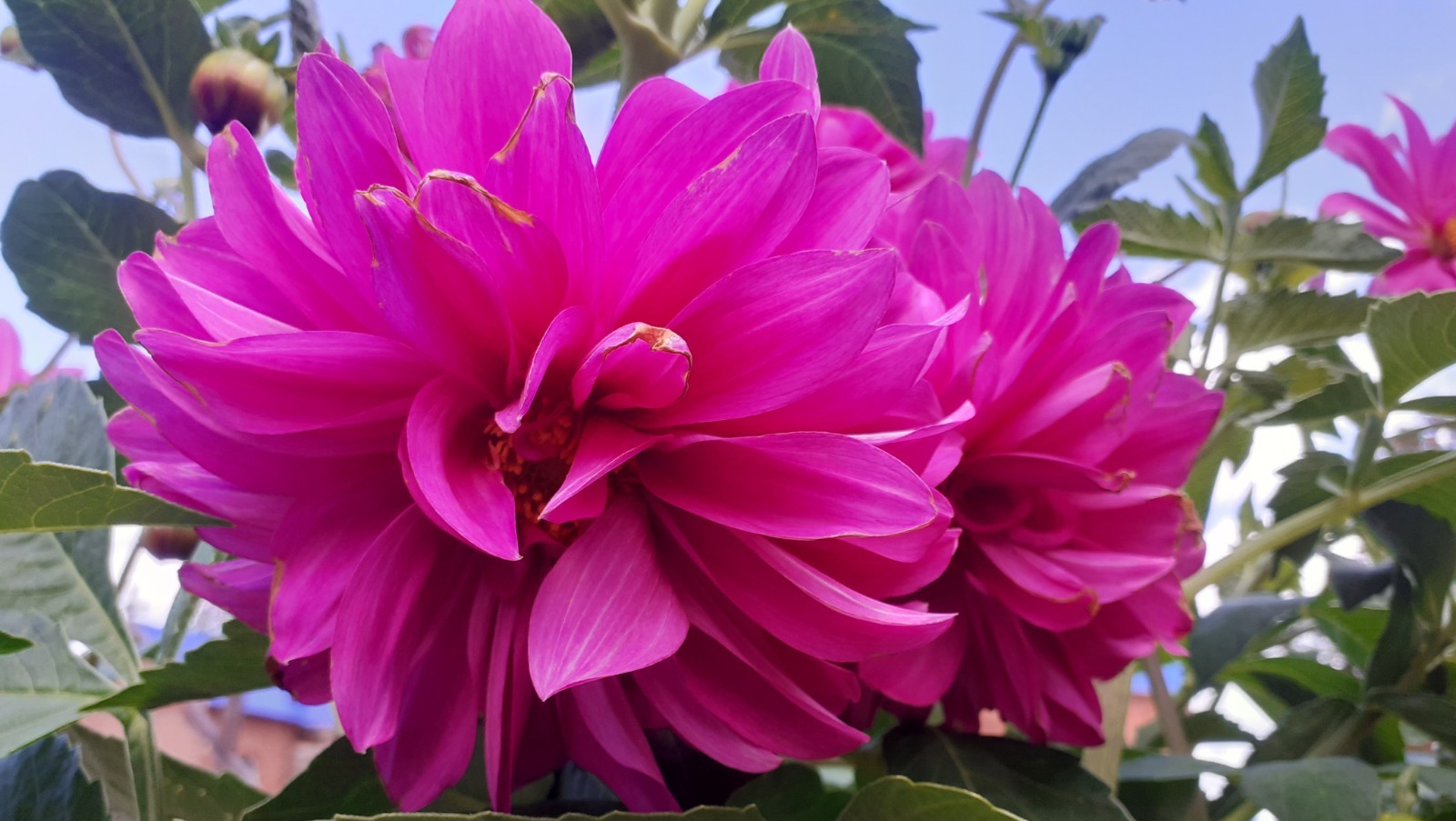 Владимира Шакиева.