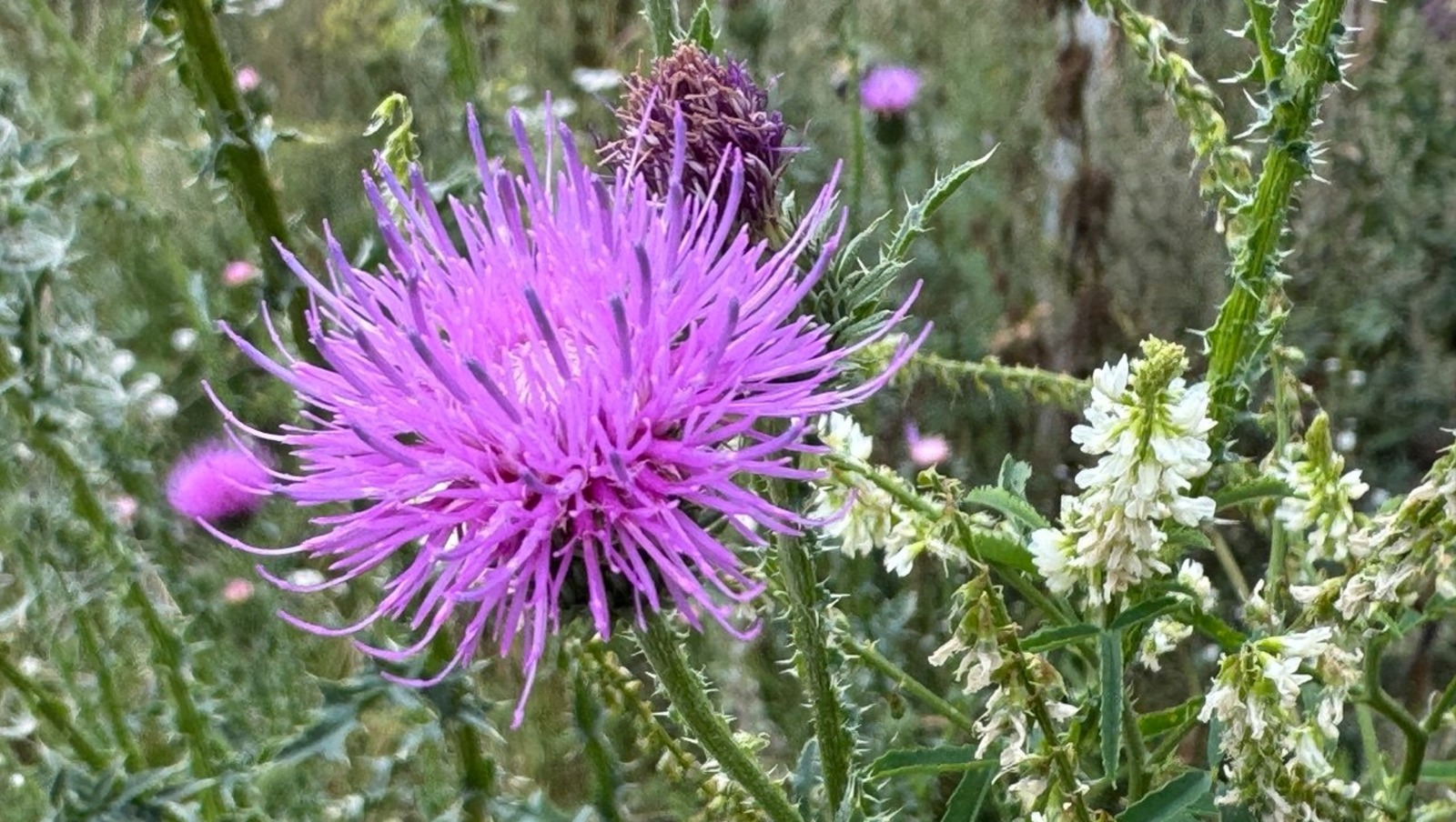 Елены Колоколовой.