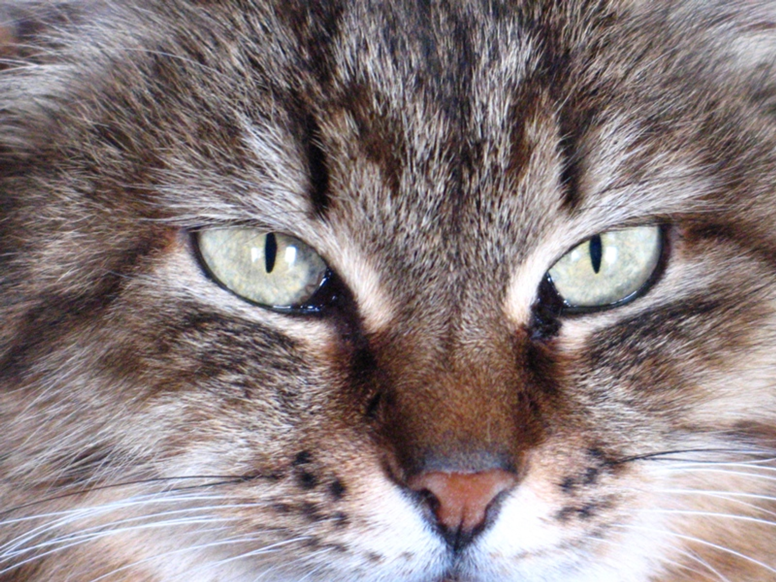 Фото Андрея Старостина.