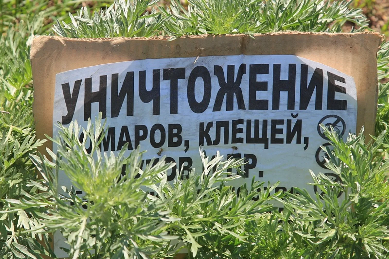 Фото Олега Яровикова.
