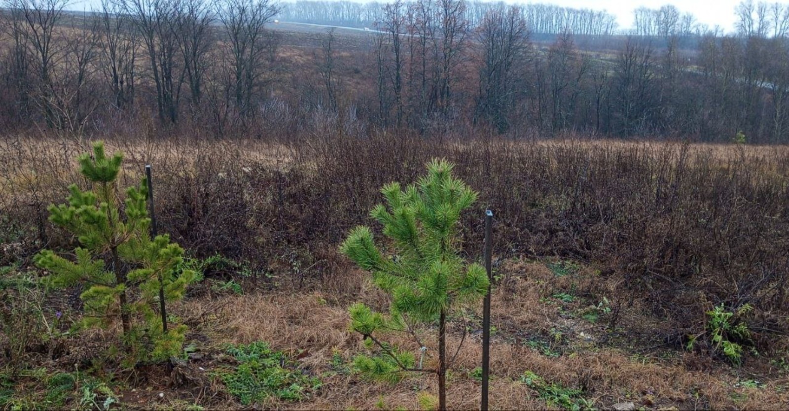 Евгении Сюткиной. «Общественная электронная газета».