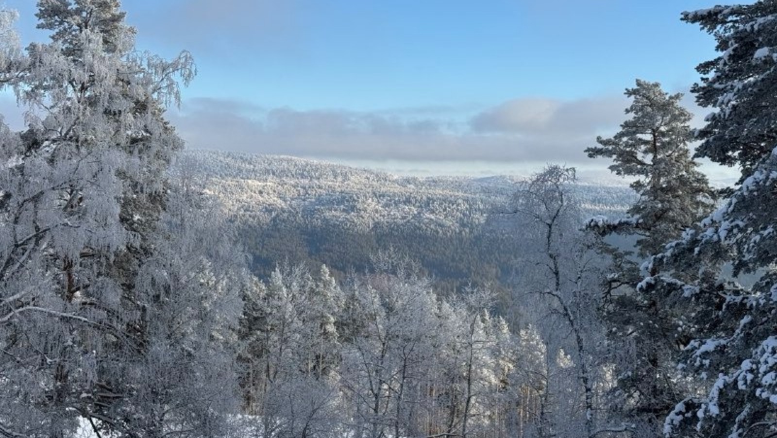 Елены Колоколовой.  «Общественная электронная газета».