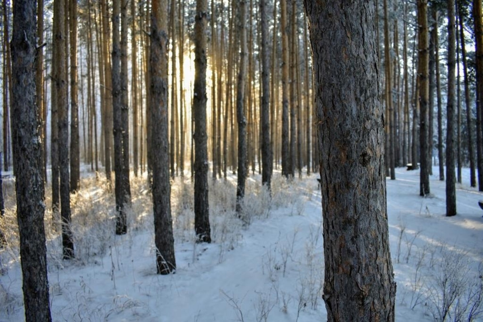 Елены Колоколовой.