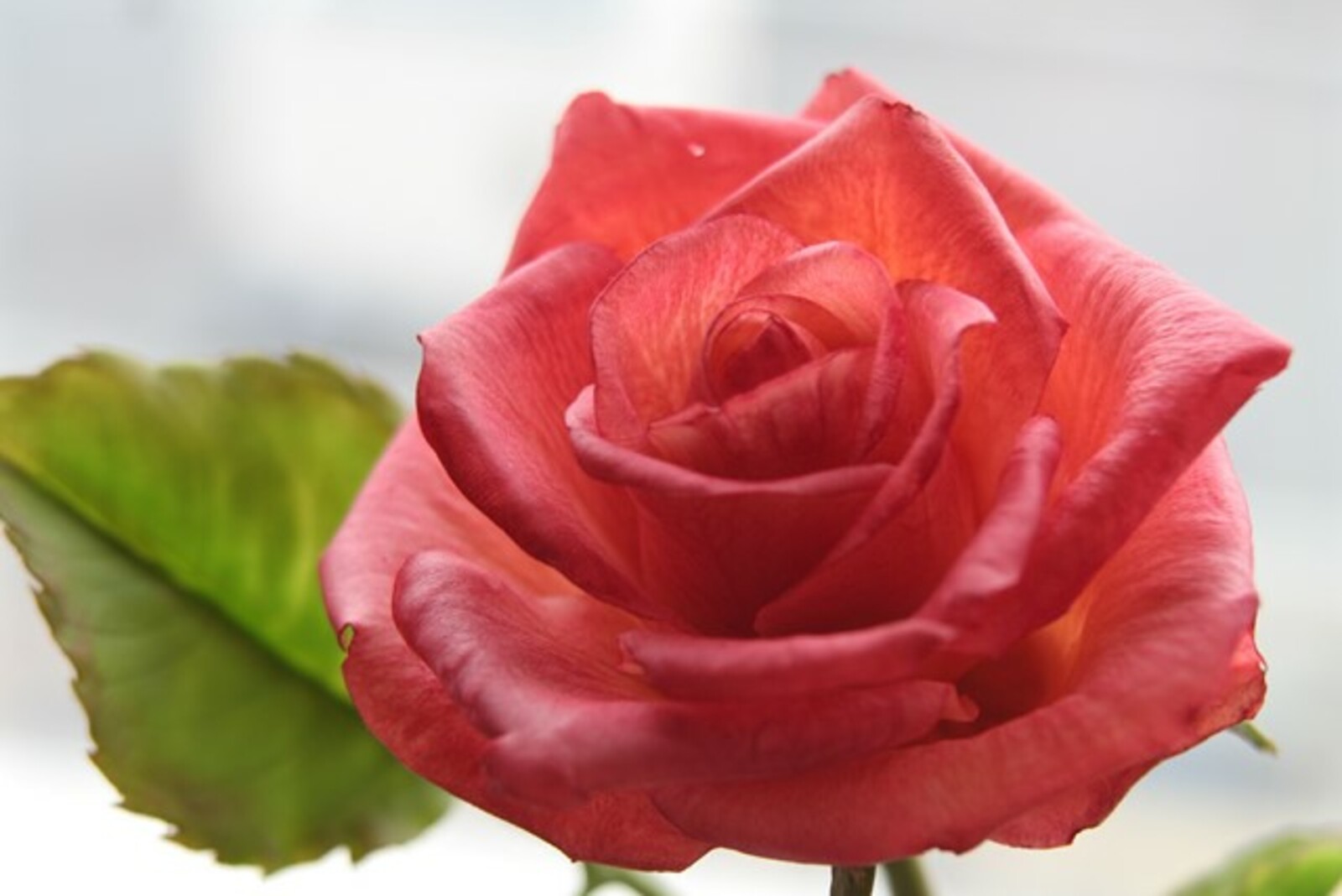 Фото предоставлено Светланой Хисматуллиной.