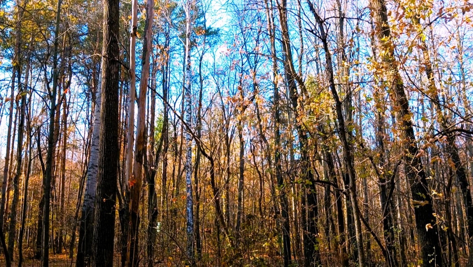 Евгении Сюткиной.
