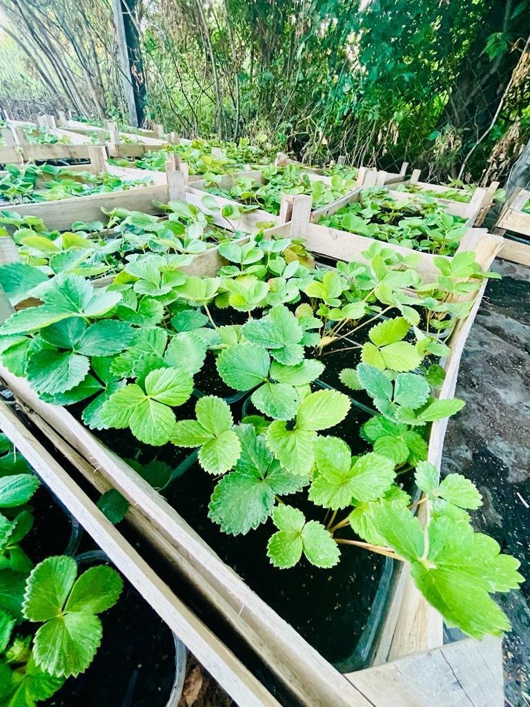 предоставлено Олегом Димитриевым.