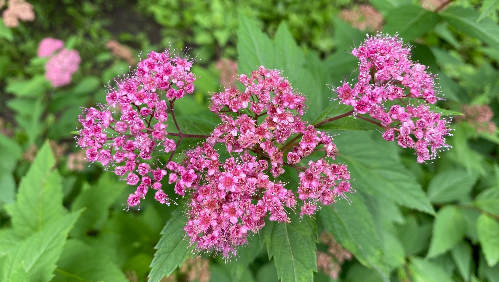 Елены Колоколовой.