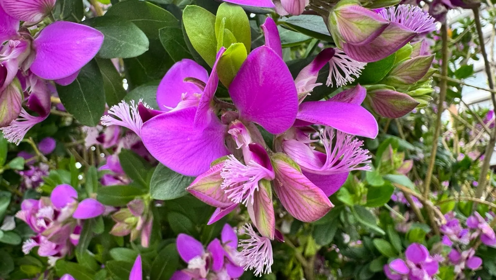 Елены Колоколовой.  «Общественная электронная газета».