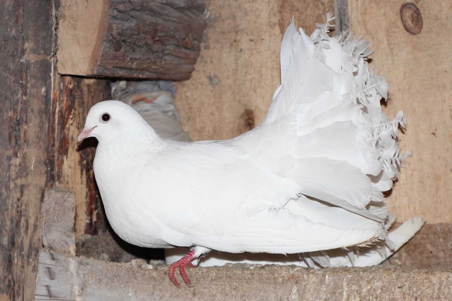 Евгении Сюткиной. Голубка породы павлин.