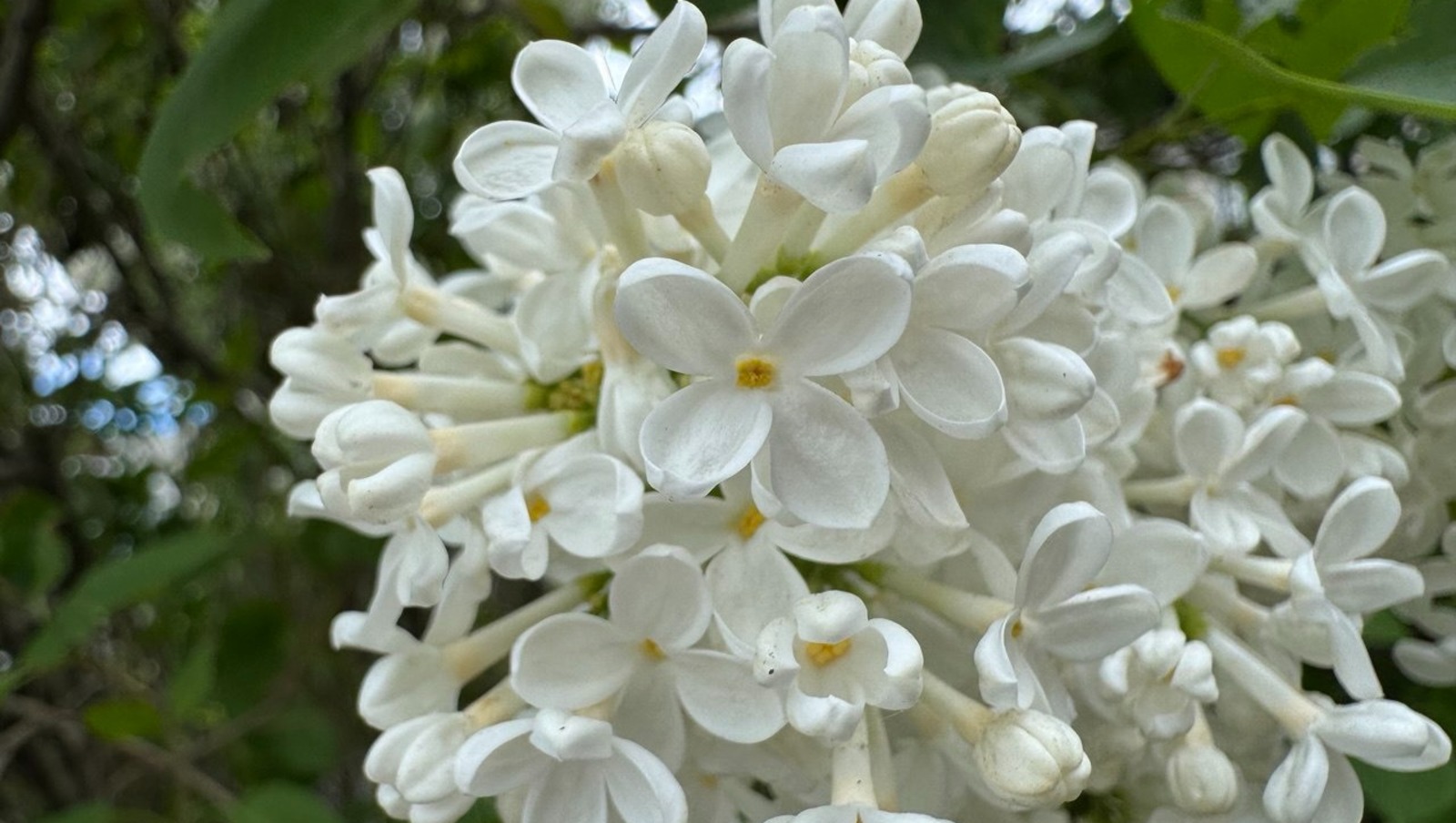 Елены Колоколовой.