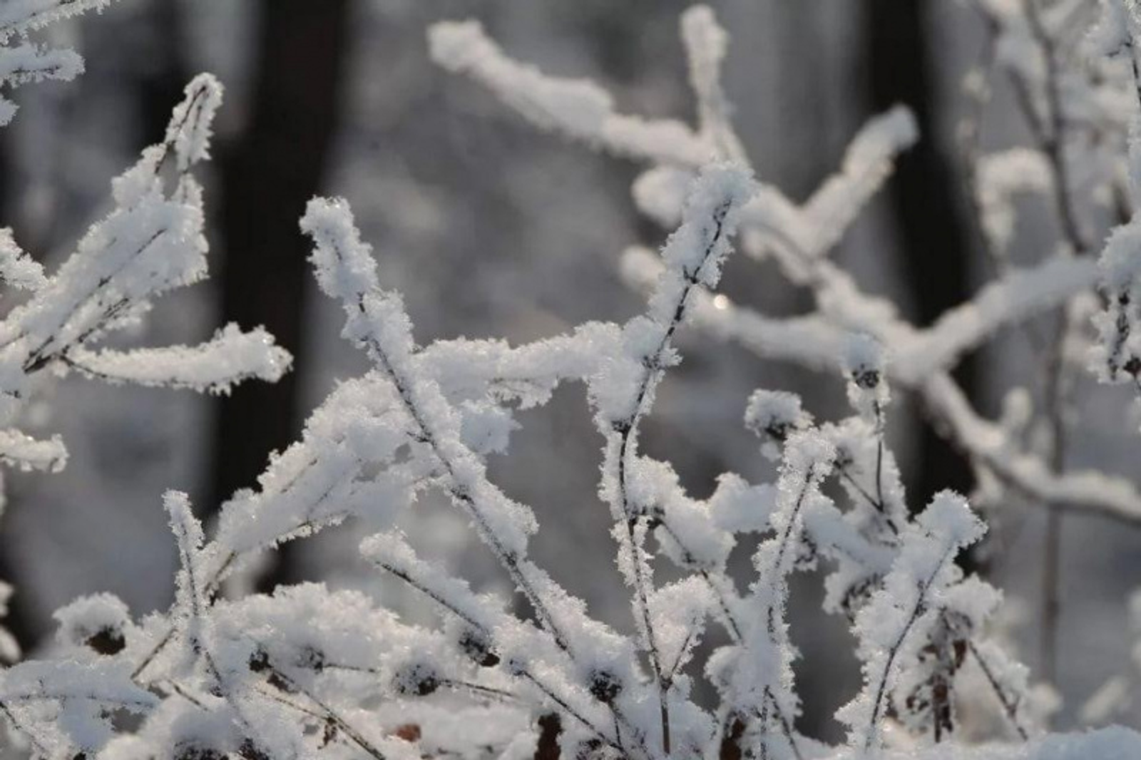 Фото Олега Яровикова.