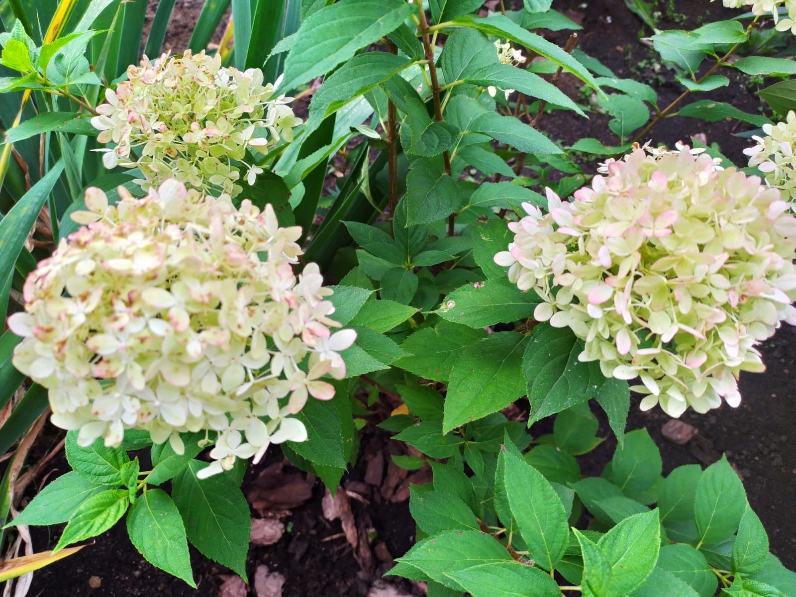 Васили Саитовой.