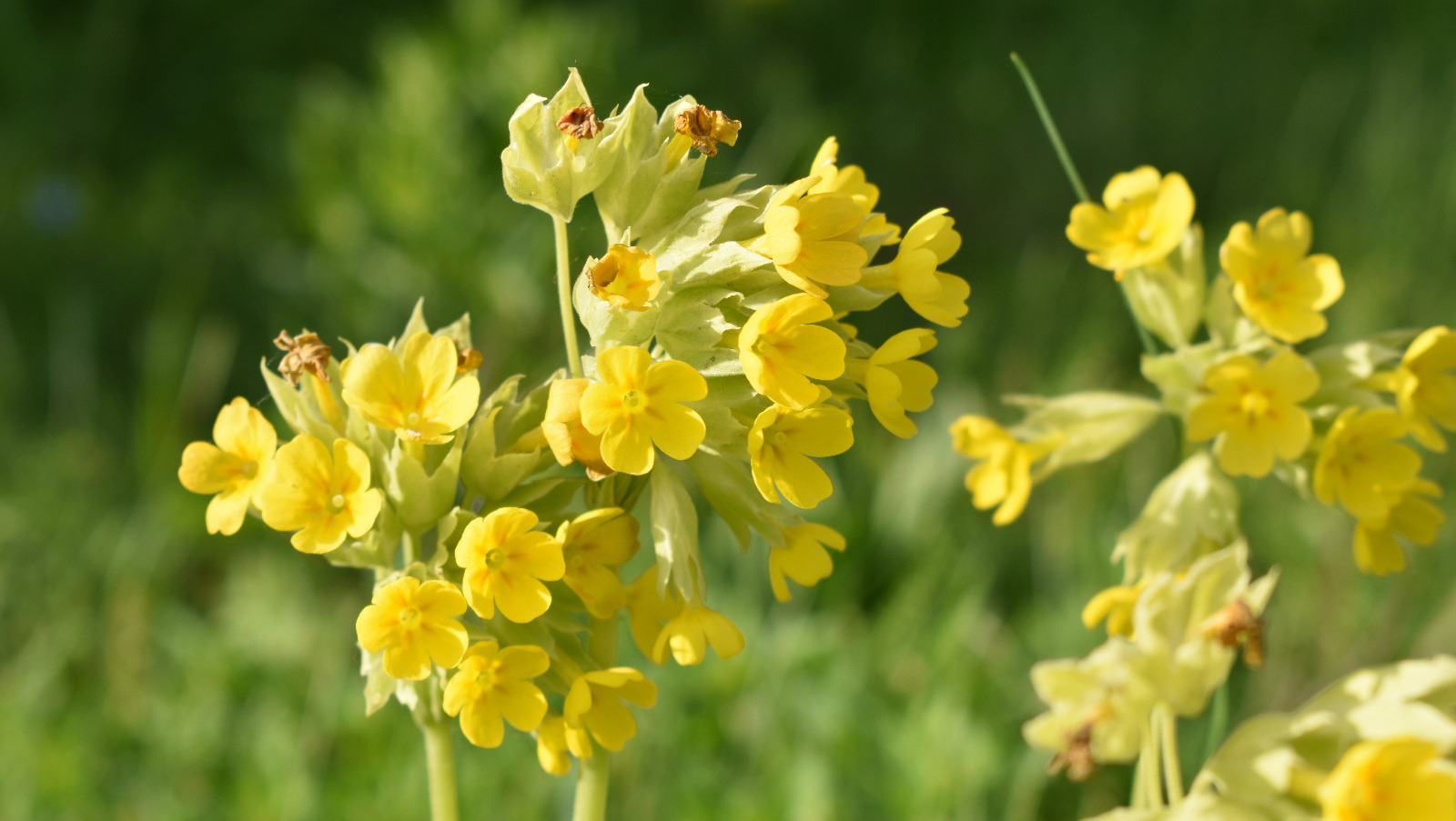 Елены Колоколовой.