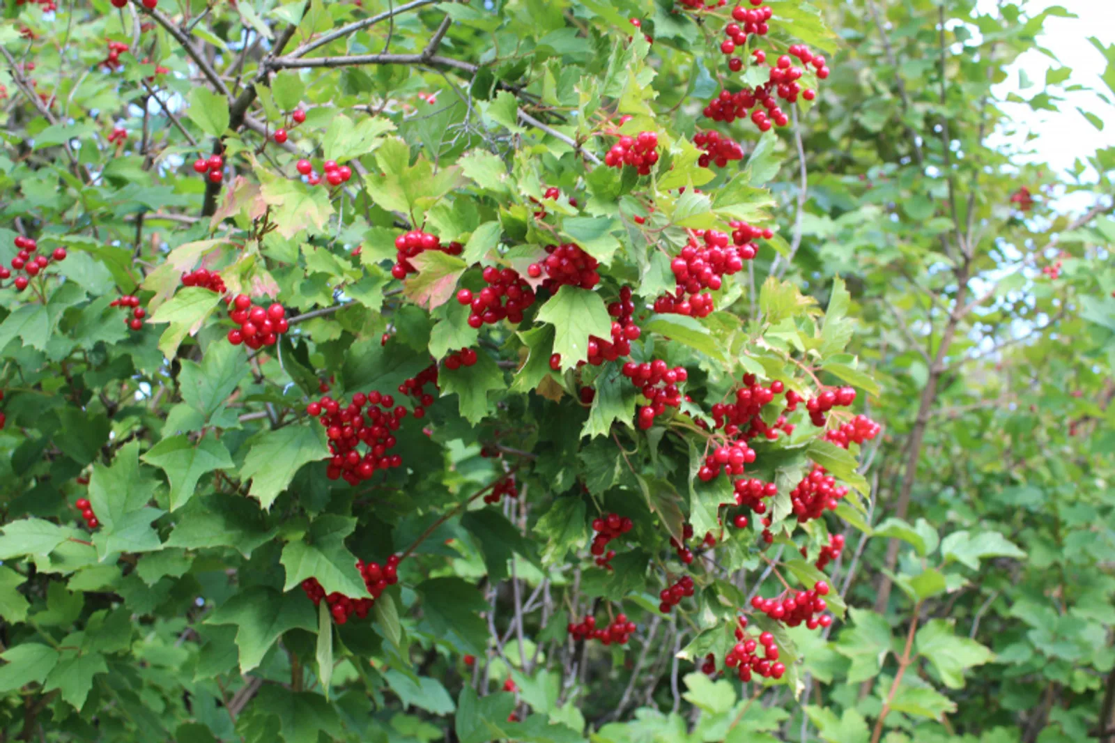 Фото автора.