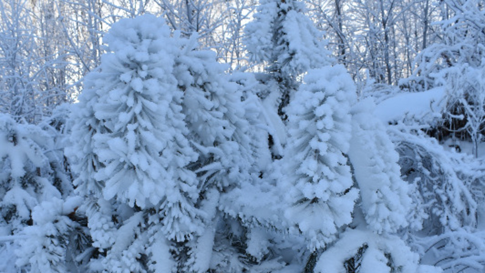 Елены Колоколовой.