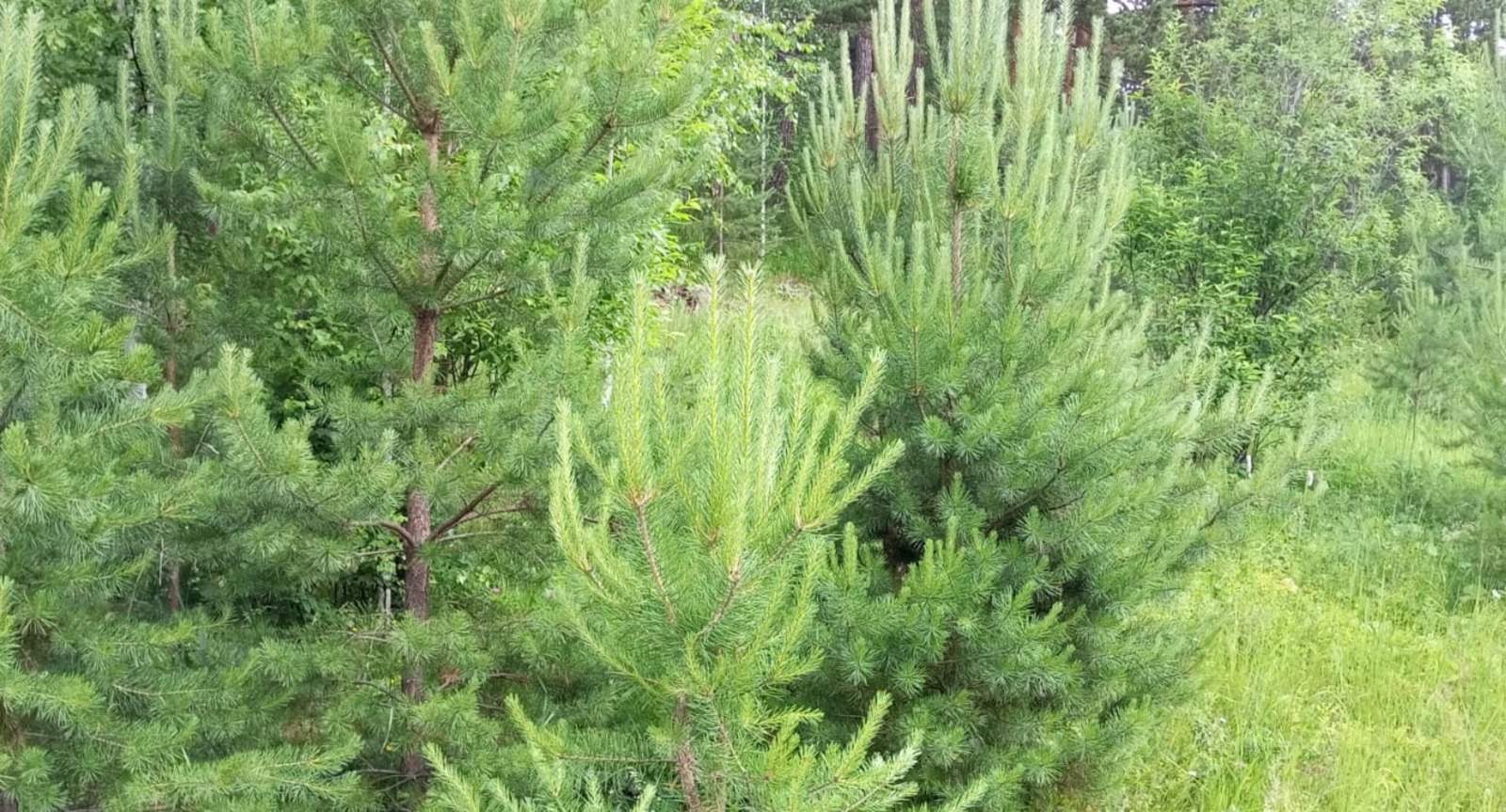 Евгении Сюткиной.