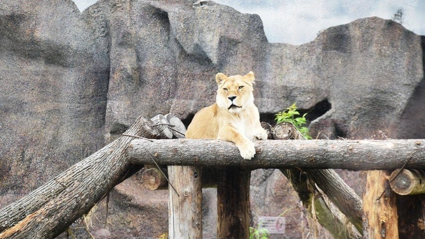 Елены Колоколовой. "Общественная электронная газета".