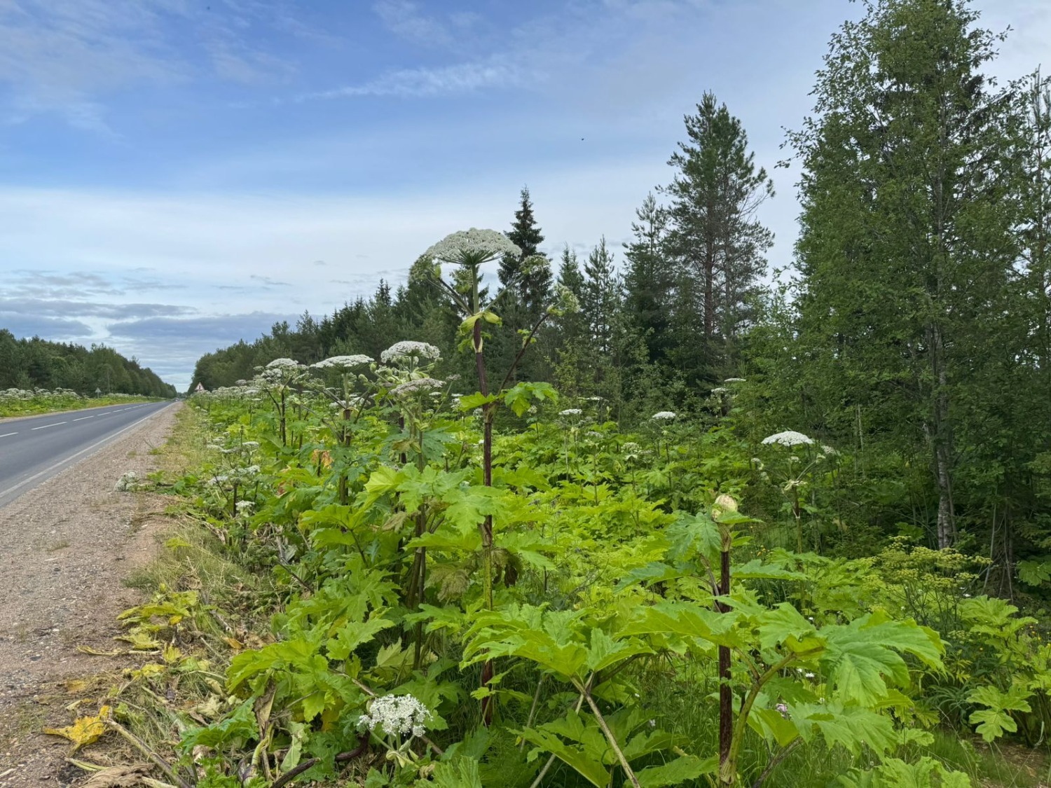 Елены Колоколовой.