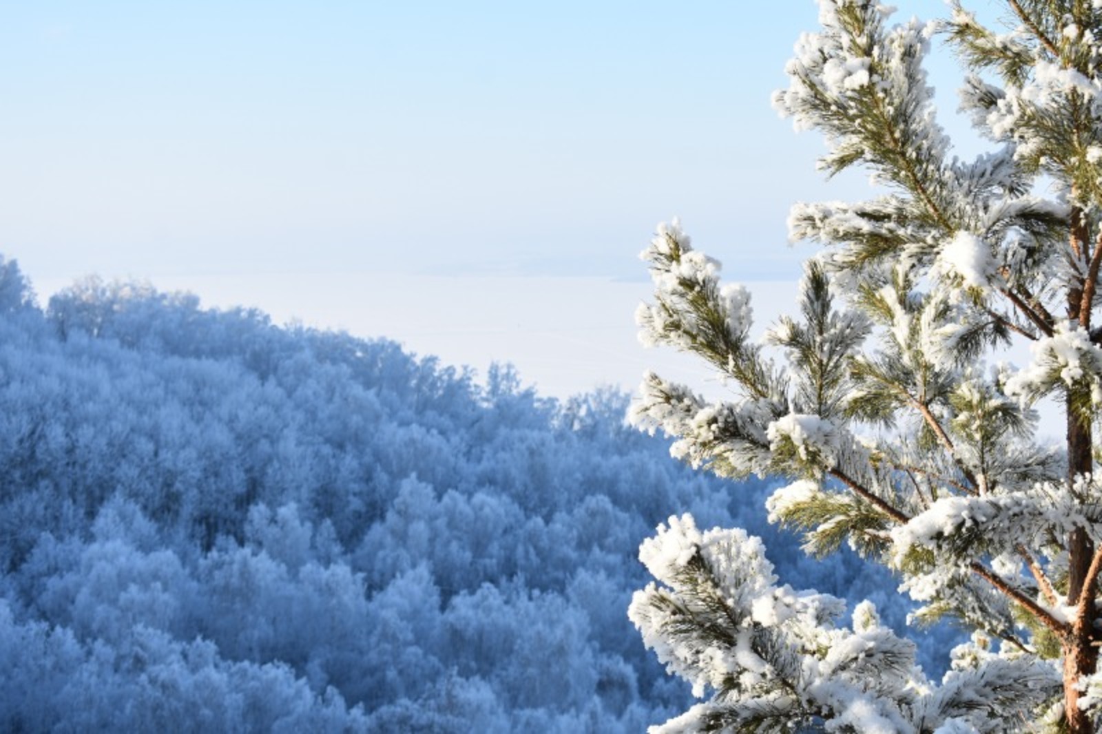 Елены Колоколовой.