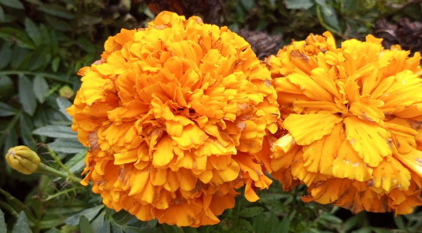 Евгении Сюткиной.