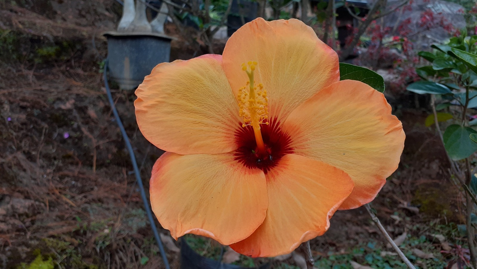 Владимира Шакиева. «Общественная электронная газета».