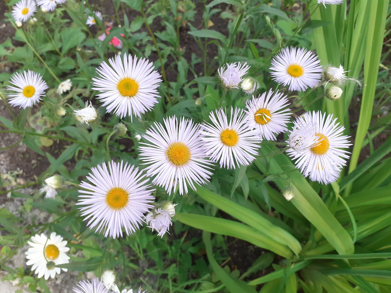 Владимира Шакиева.