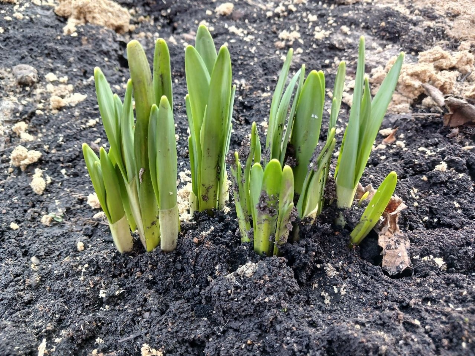 Васили Саитовой. «Общественная электронная газета».