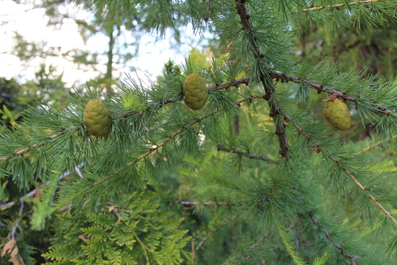 Фото автора.