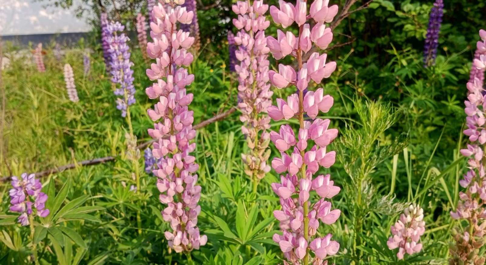 Евгении Сюткиной.