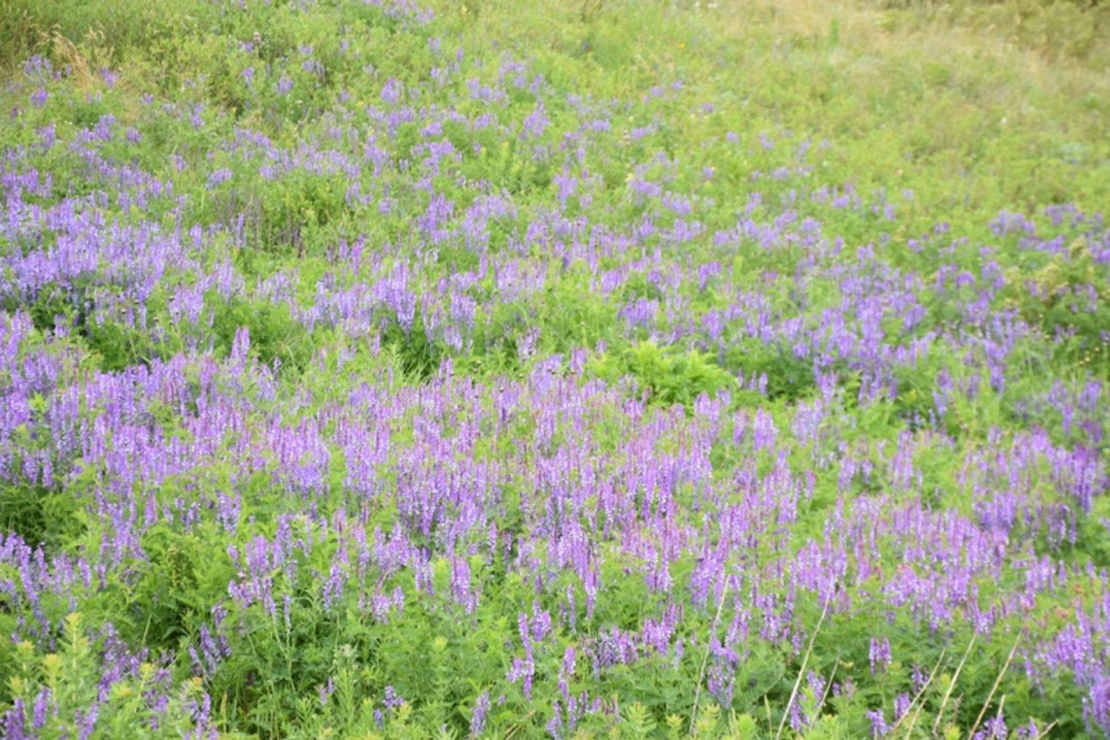 Фото Фаиля Абсатарова.