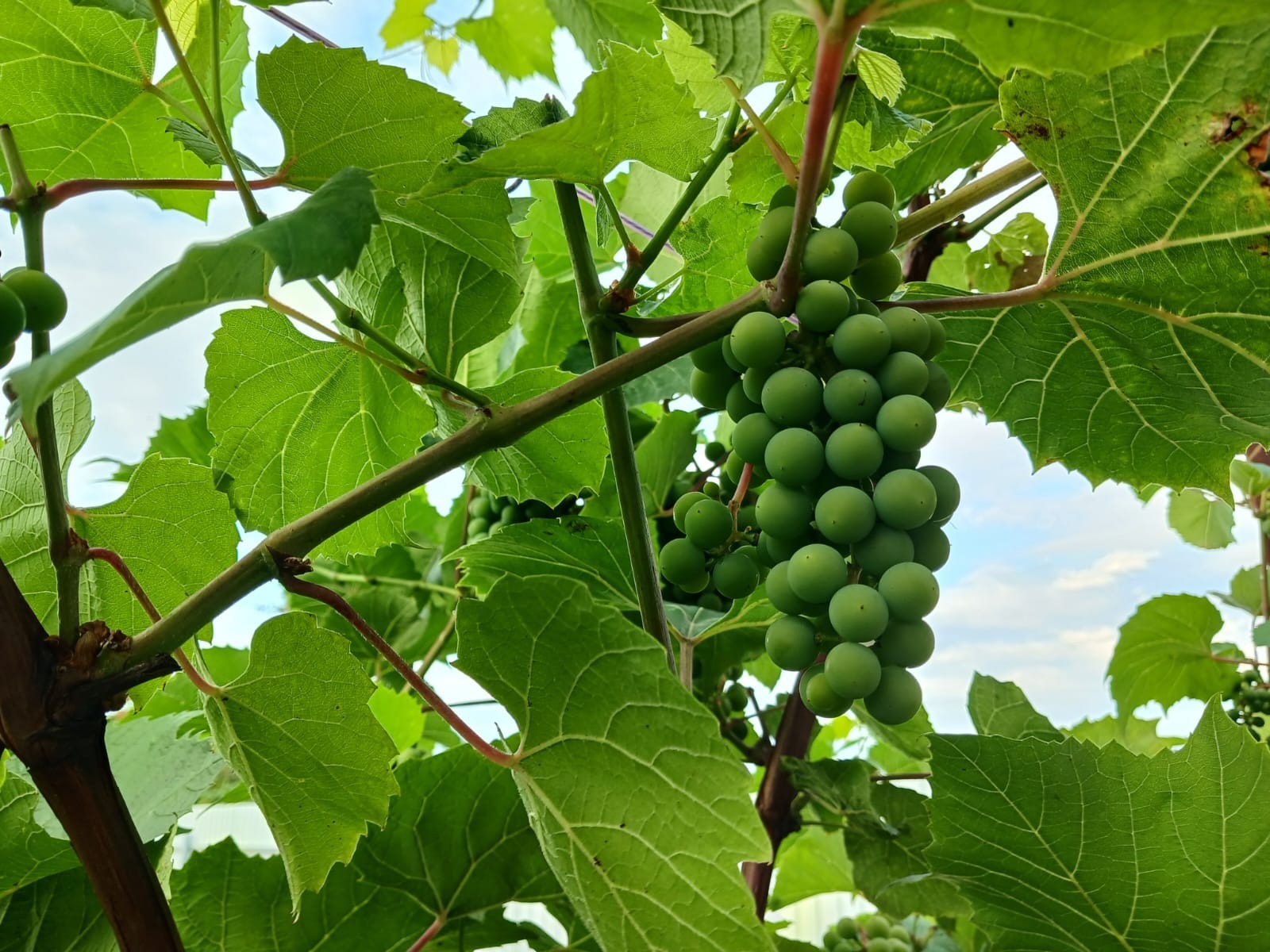 Васили Саитовой.