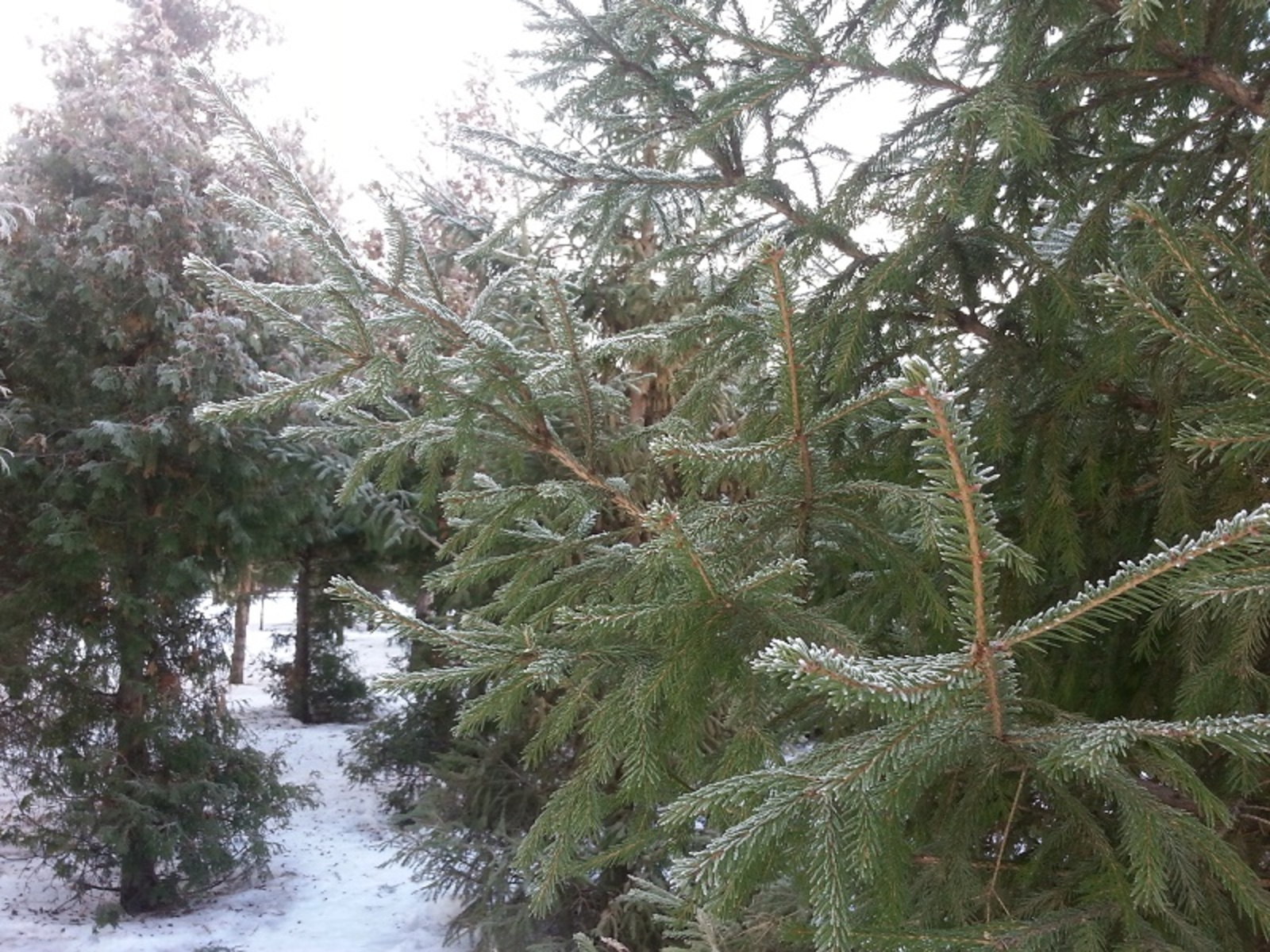 Фото автора.