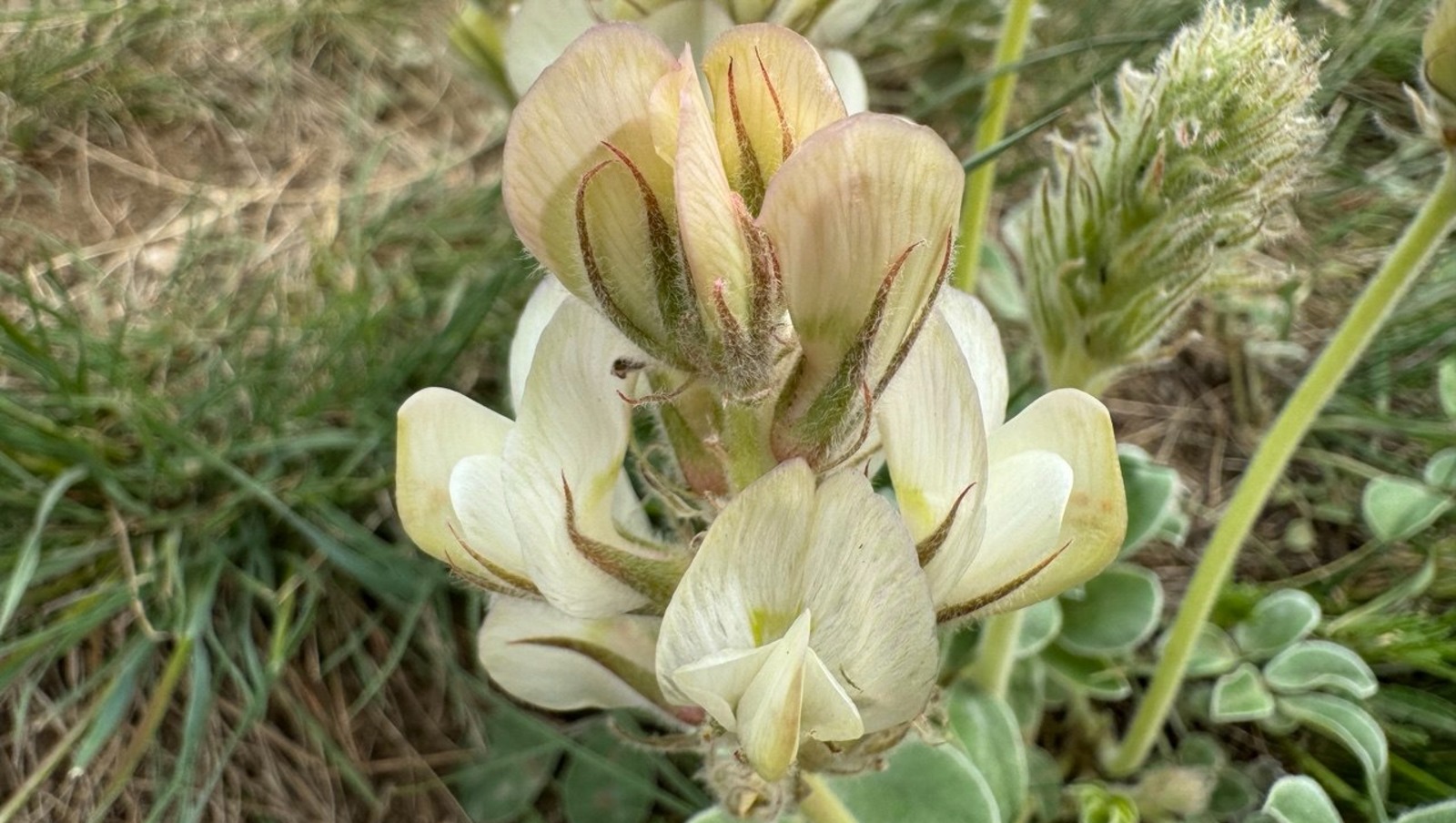 Елены Колоколовой.