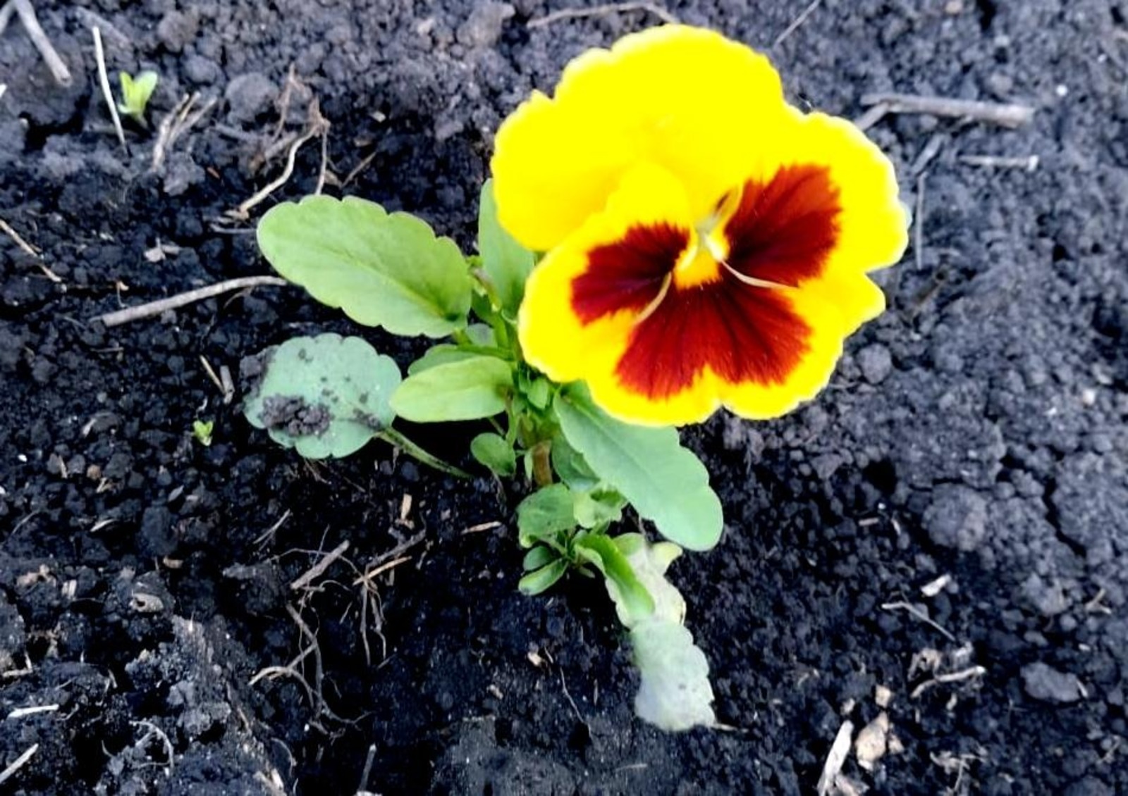 Васили Саитовой.