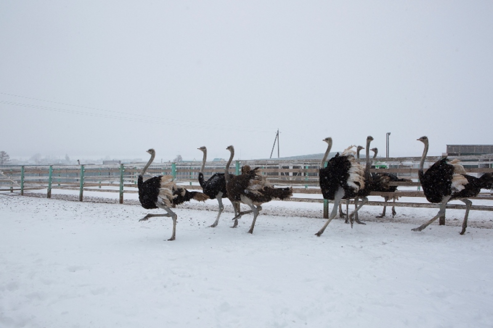 Фото Фаиля Абсатарова.