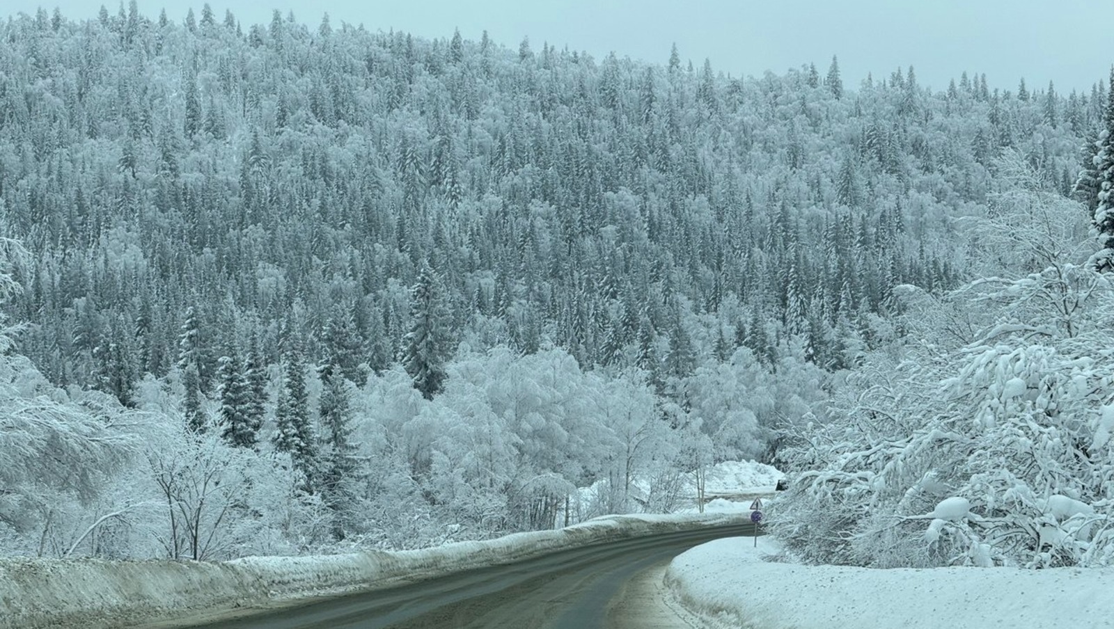 Елены Колоколовой.