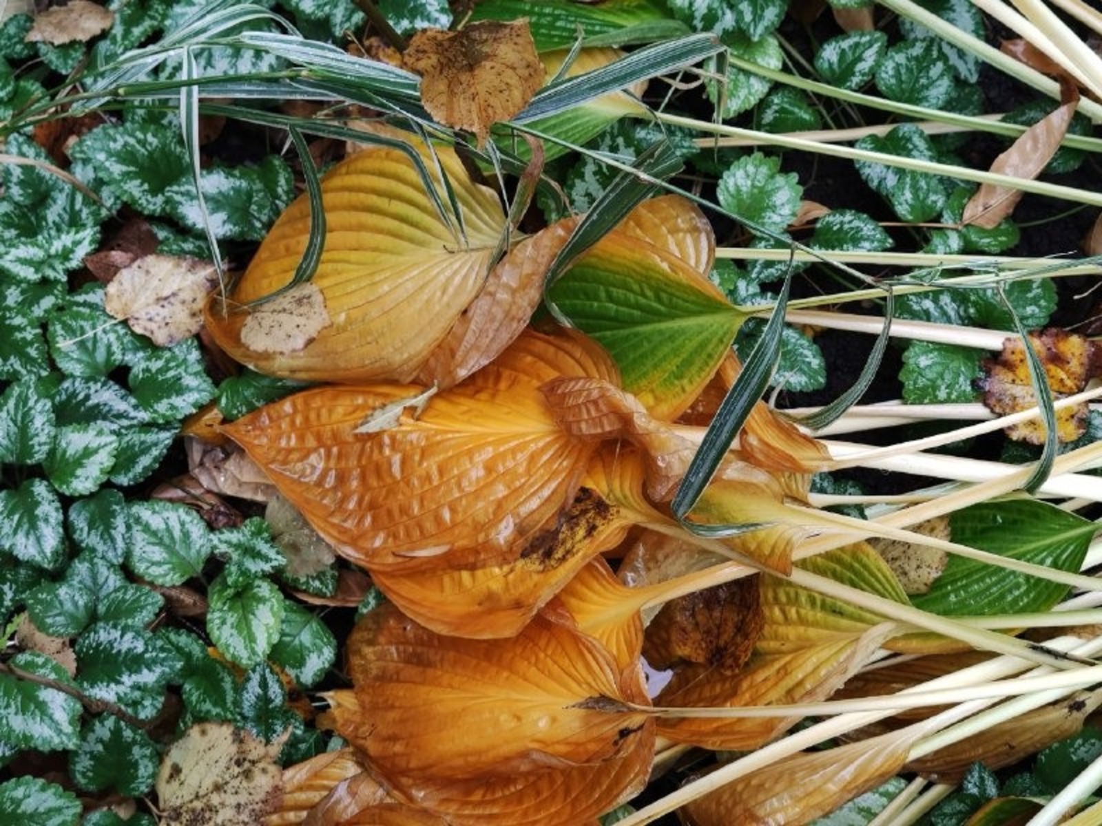 Дарьи Святохиной. "Общественная электронная газета".