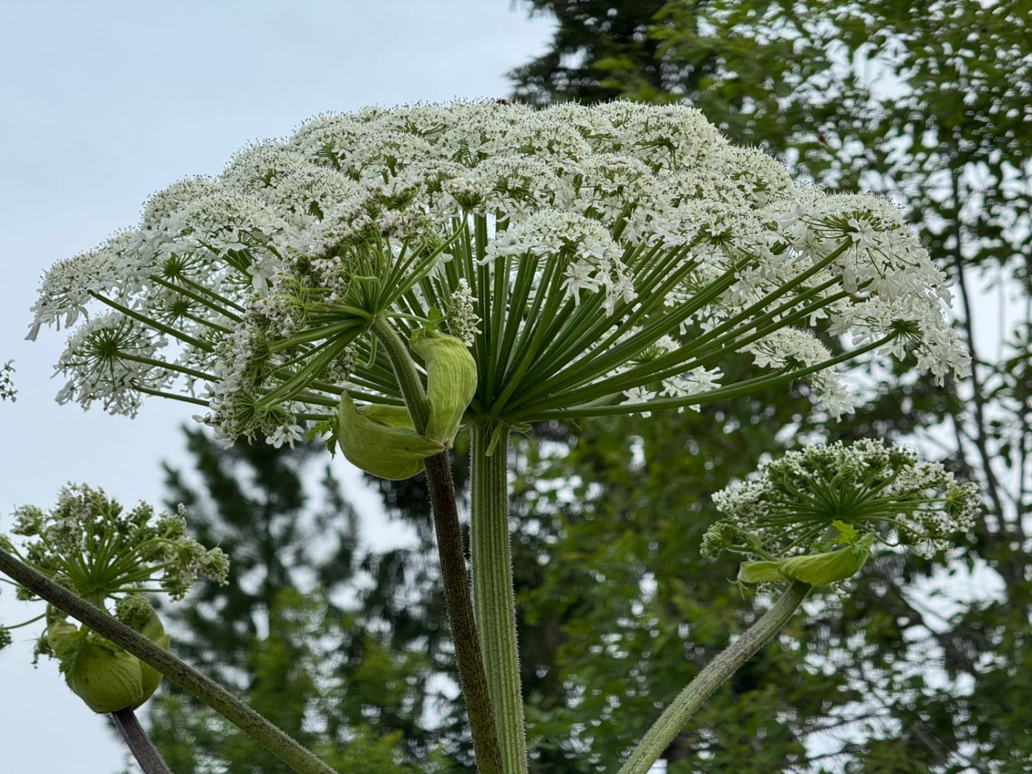 Елены Колоколовой.