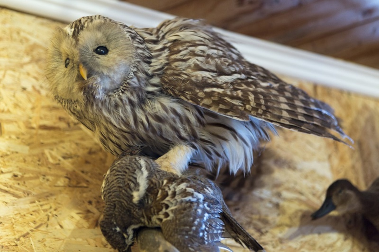 Фото Фаиля Абсатарова.