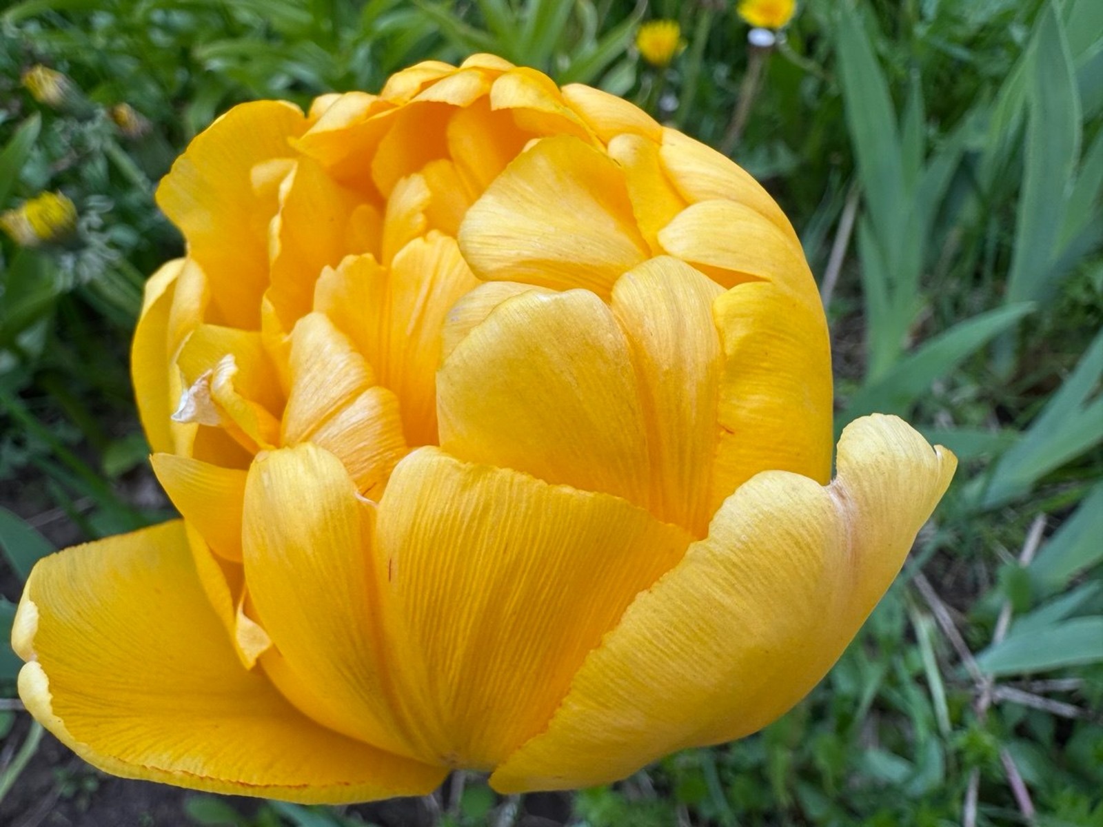 Елены Колоколовой.