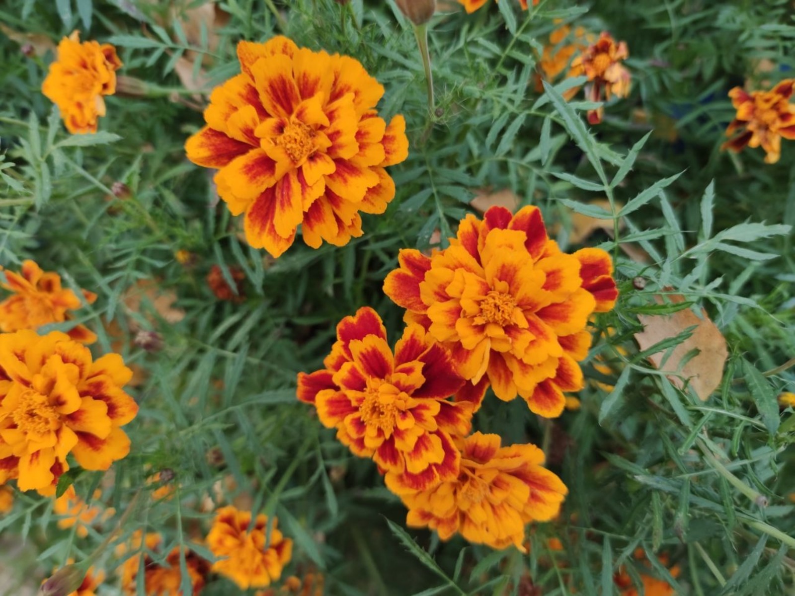 Дарьи Святохиной. «Общественная электронная газета».