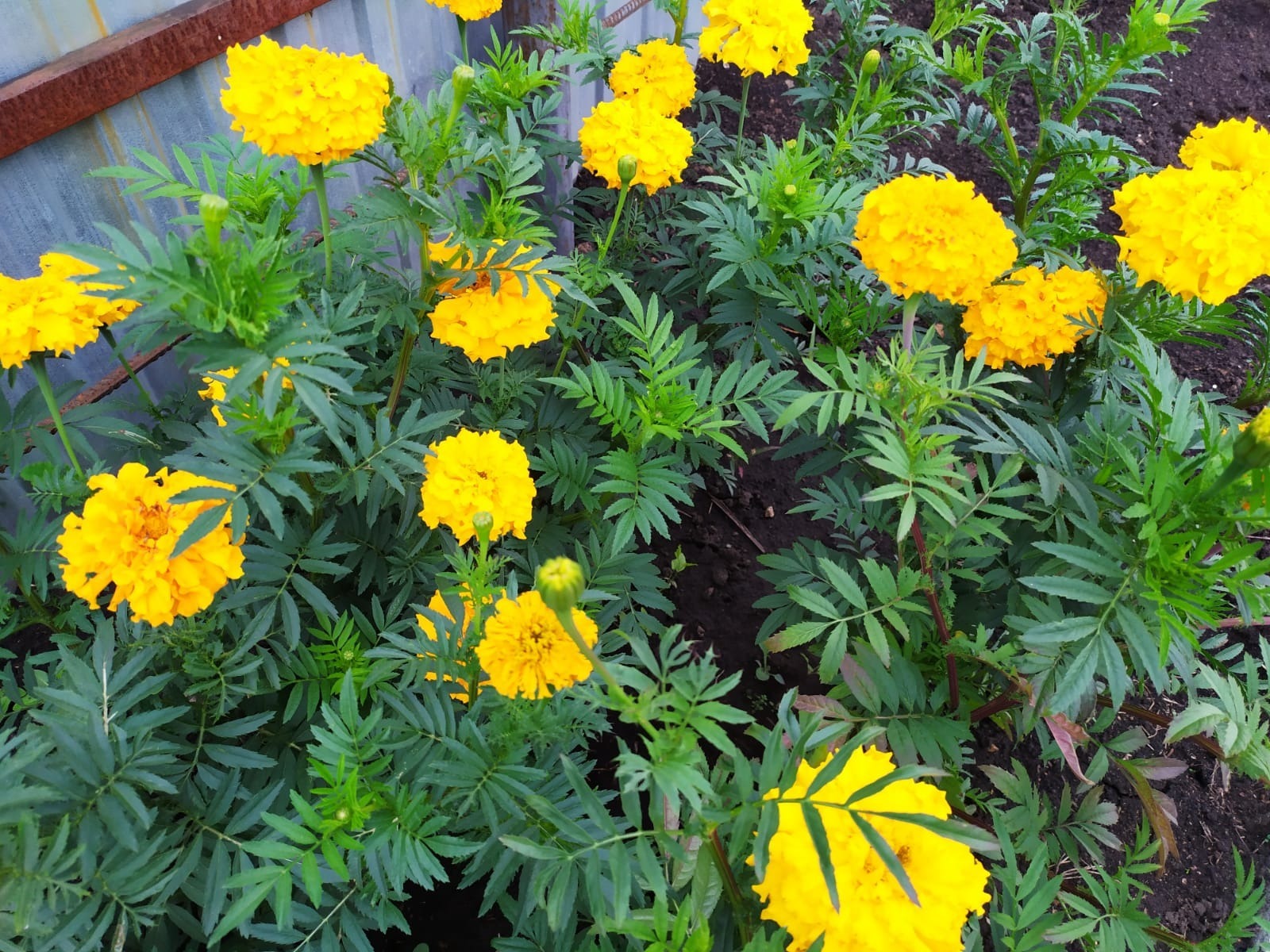 Васили Саитовой.