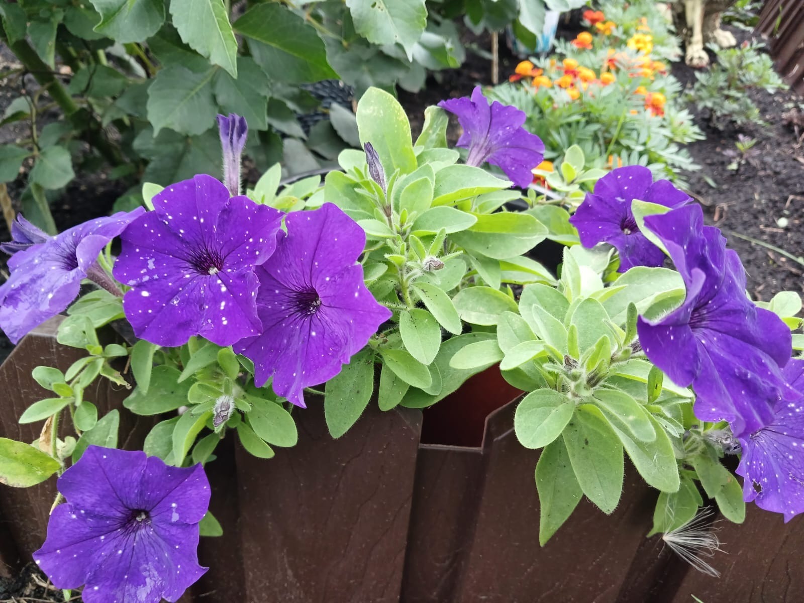 Васили Саитовой.