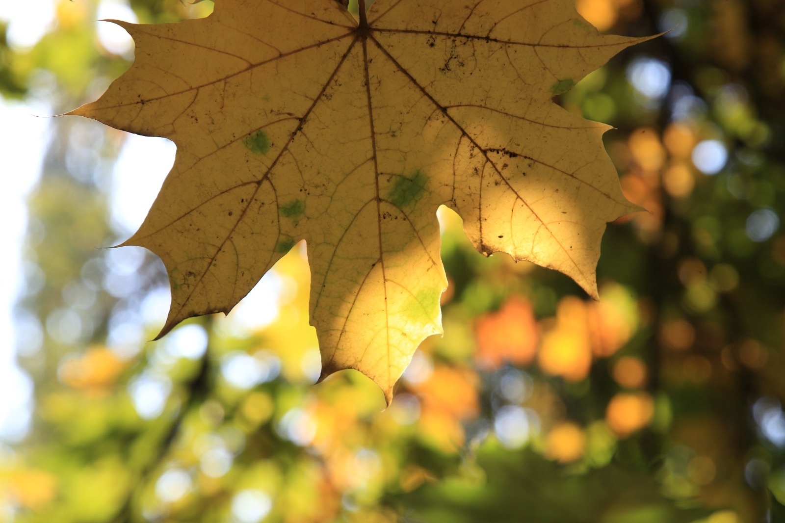 ИА «Башинформ».