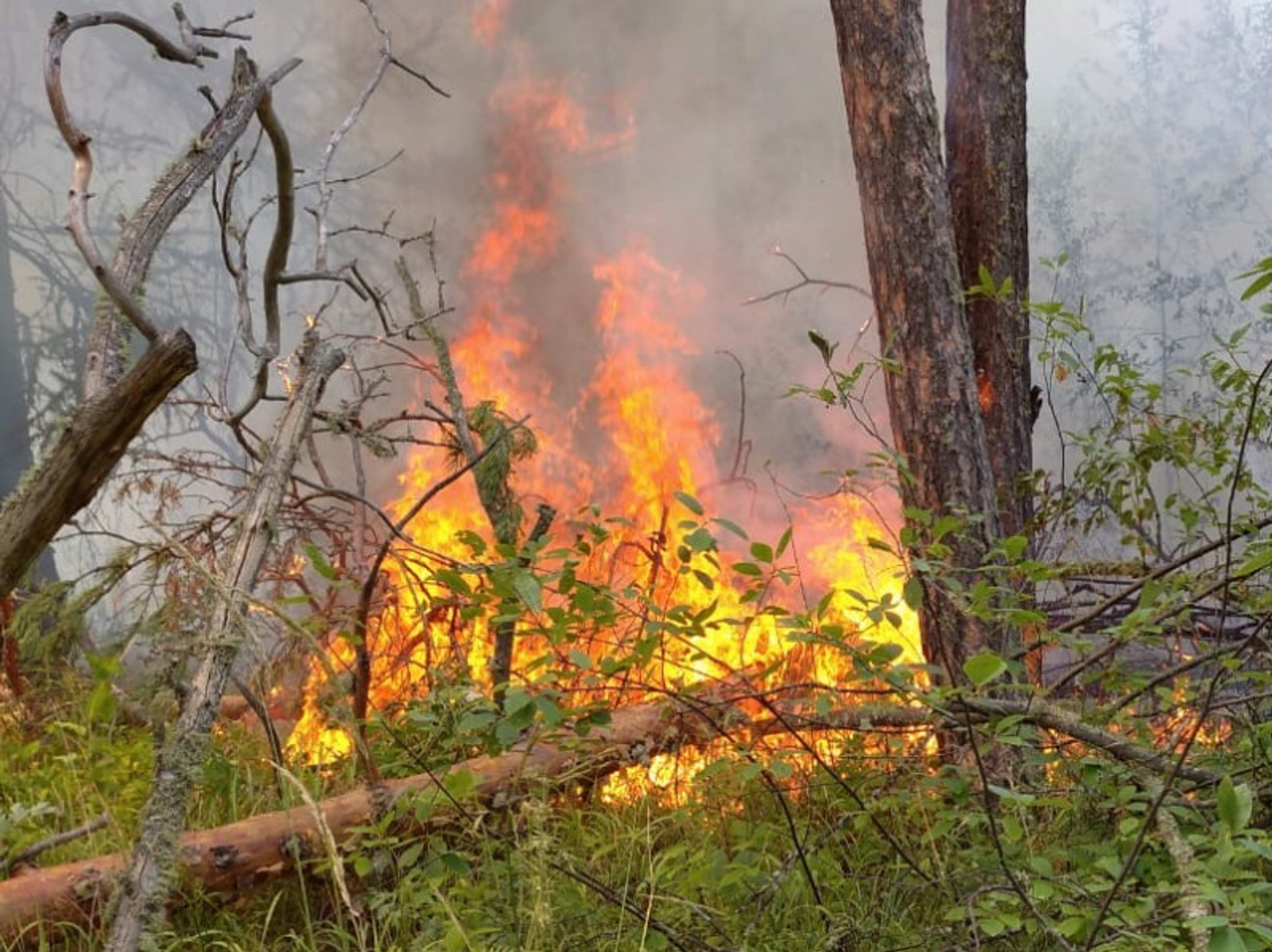 Фото предоставлено пресс-службой Минлесхоза РБ.