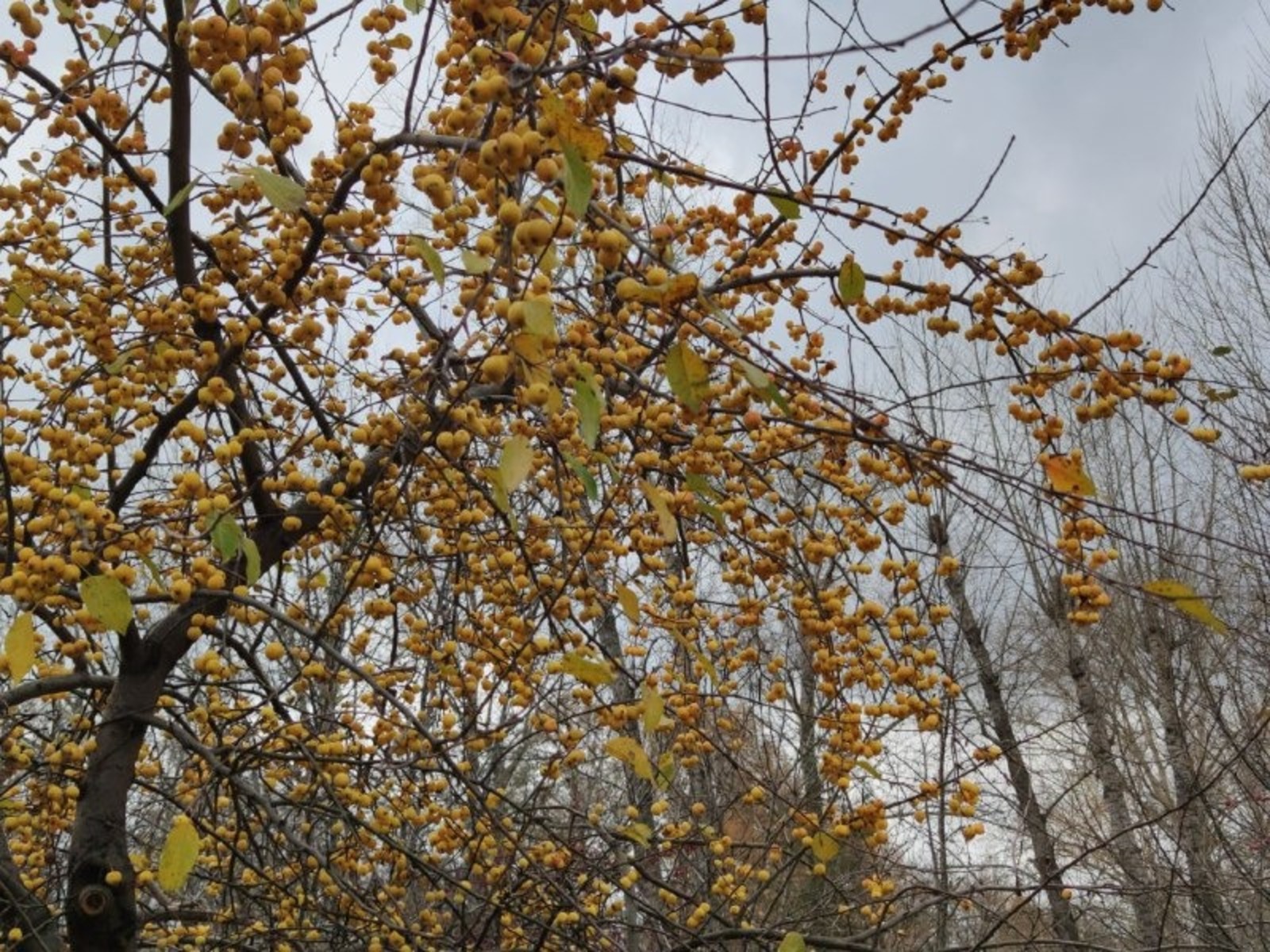 Дарьи Святохиной. «Общественная электронная газета».