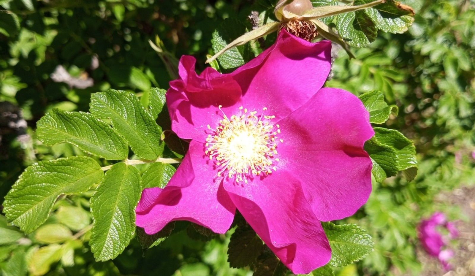 Евгении Сюткиной.