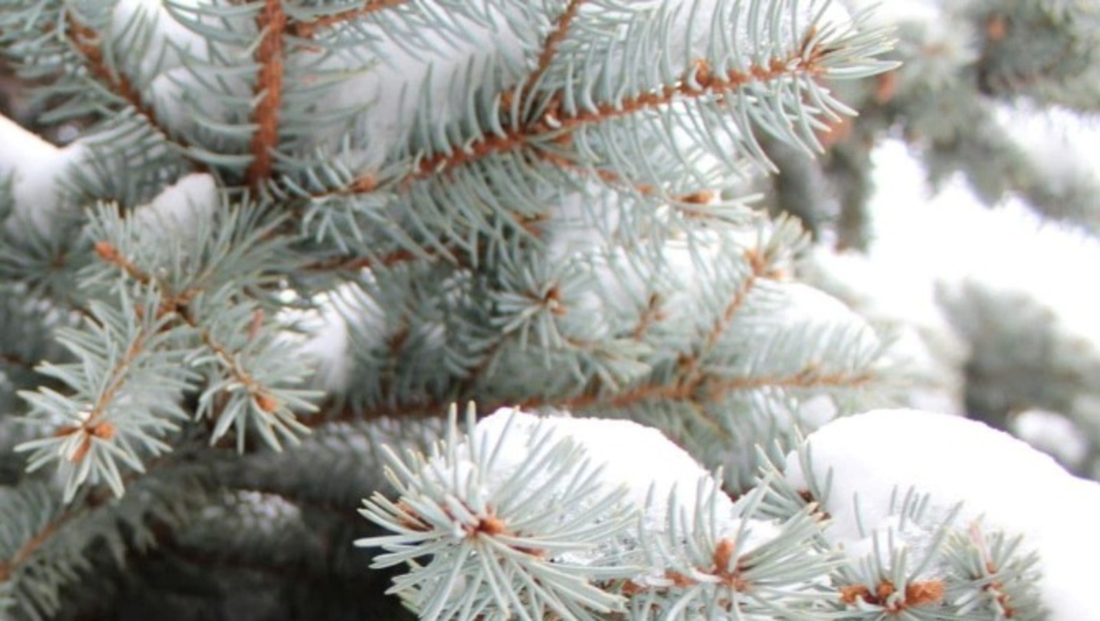 Дарьи Святохиной.