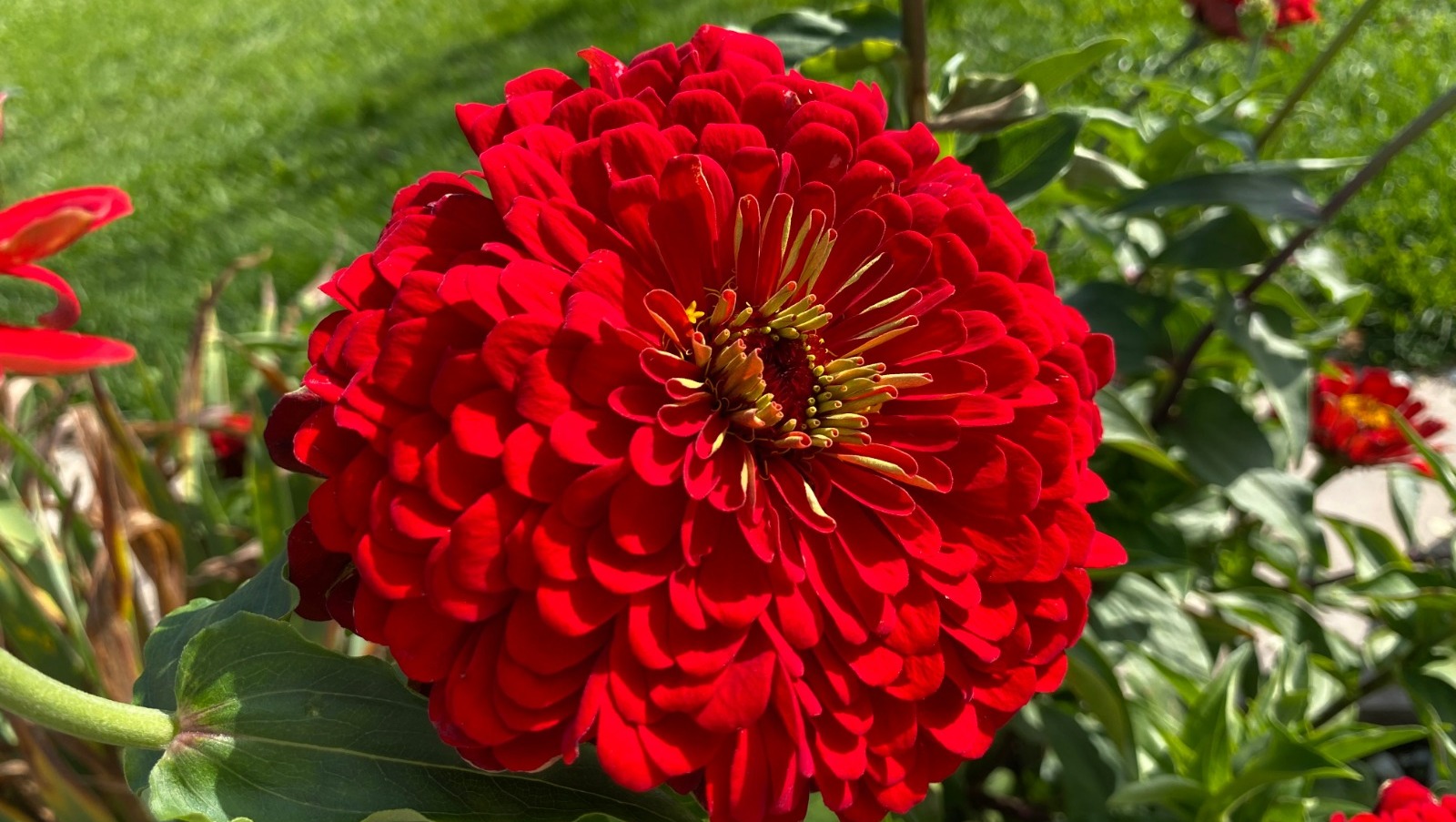 Елены Колоколовой.